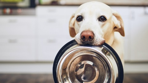 chien avec gamelle prix nourriture
